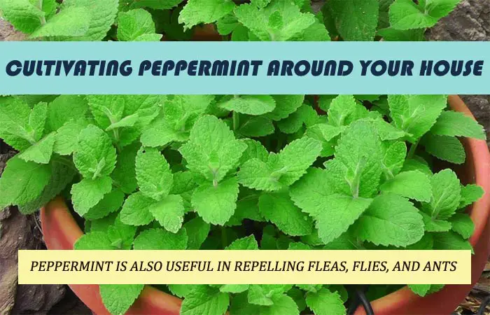 Does peppermint oil repel mice