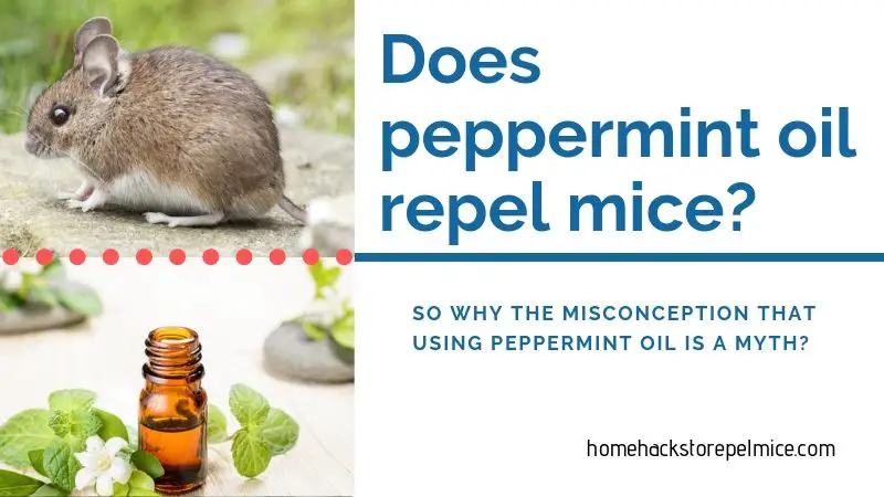 Does peppermint oil repel mice