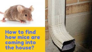 How Do Mice Get In Your House - Entry Point