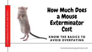 How Much Does a Mouse Exterminator Cost