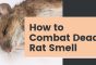 How To Get Rid Of Dead Rat Smell