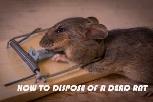 How to Dispose of a Dead Rat