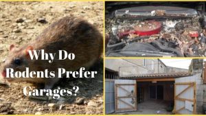 How to Keep Mice Out of Garage