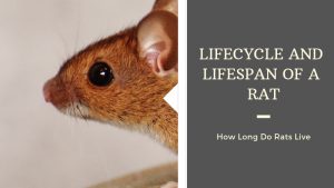 Lifecycle and Lifespan of a Rat