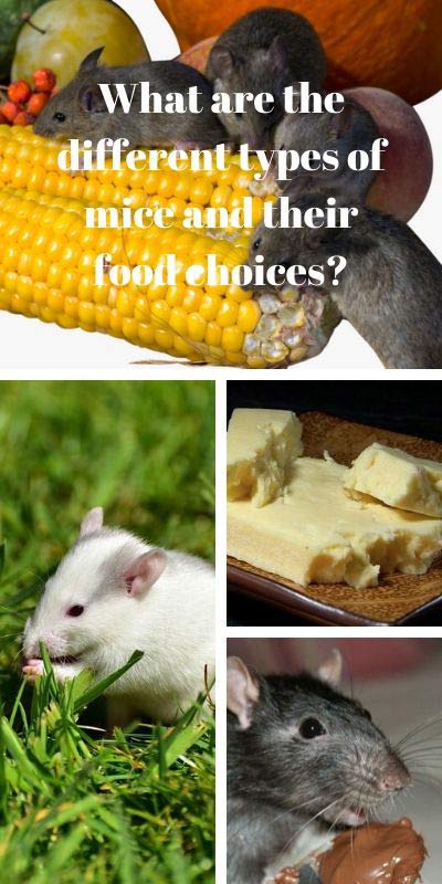 What Do Mice and Rodents Eat