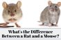 What's the Difference Between a Rat and a Mouse