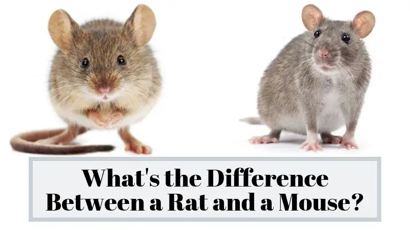 What's the Difference Between a Rat and a Mouse