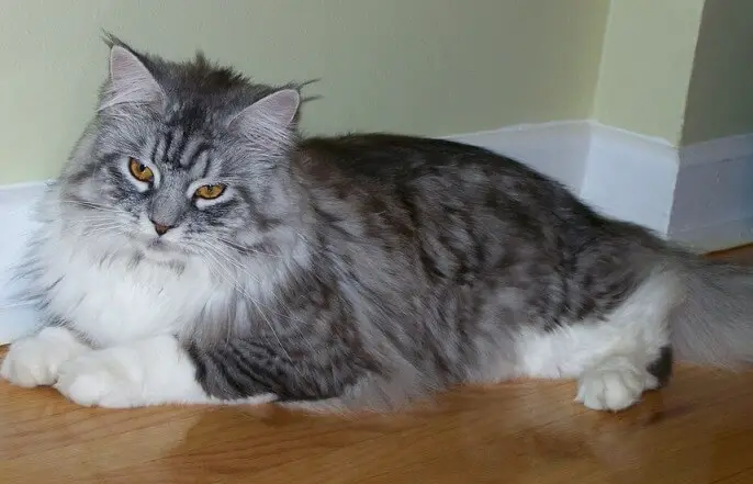 Maine Coon cat for mice control