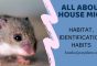 All about House Mice Habit and Removal