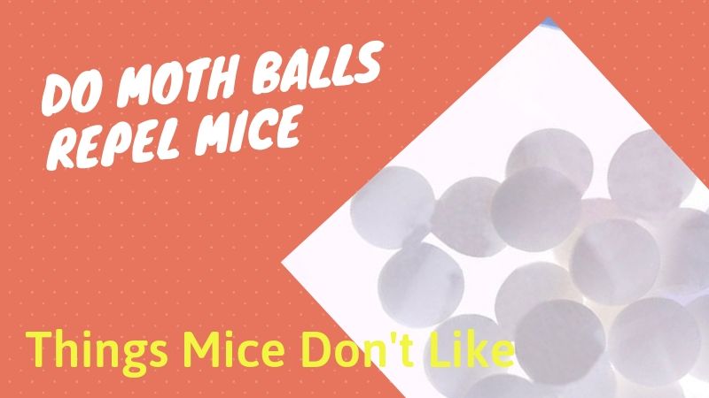 Do Moth Balls Repel Mice