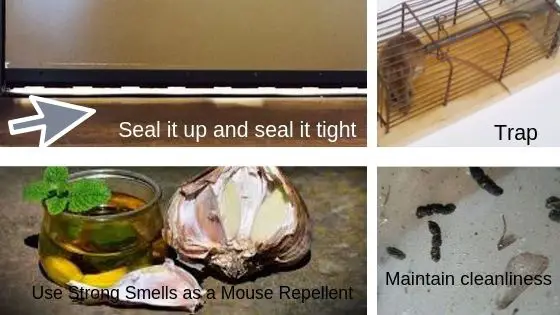 house-mice-–-how-to-keep-them-away