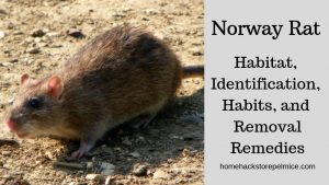 All about Norway rat - Control