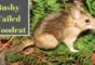 Bushy-Tailed Woodrats – Habitat