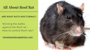 How to control Roof rats