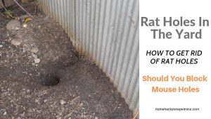 How To Identify And Deal With Rat Holes In The Yard