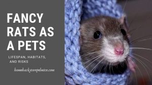 Fancy Rats as a Pets- Lifespan, Habitats, and Risks