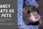 Fancy Rats as a Pets- Lifespan, Habitats, and Risks
