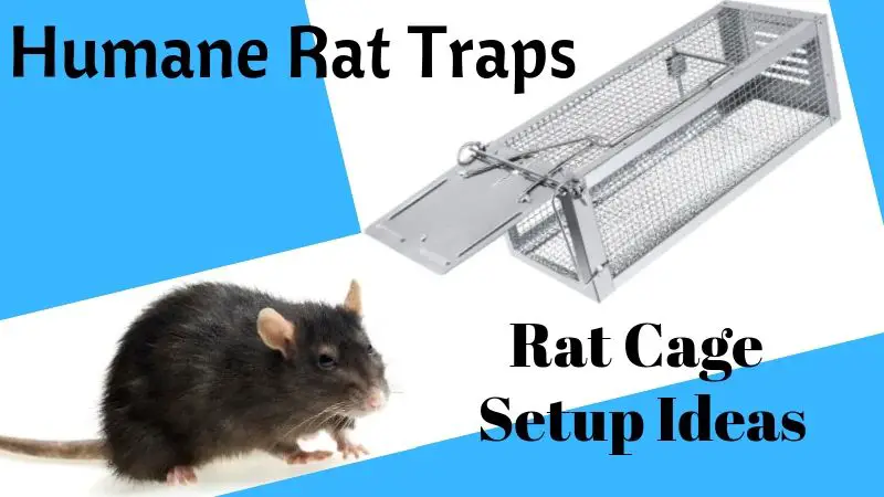 best rat traps